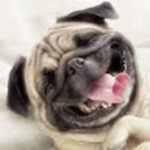 Meet your Posher, Marlene